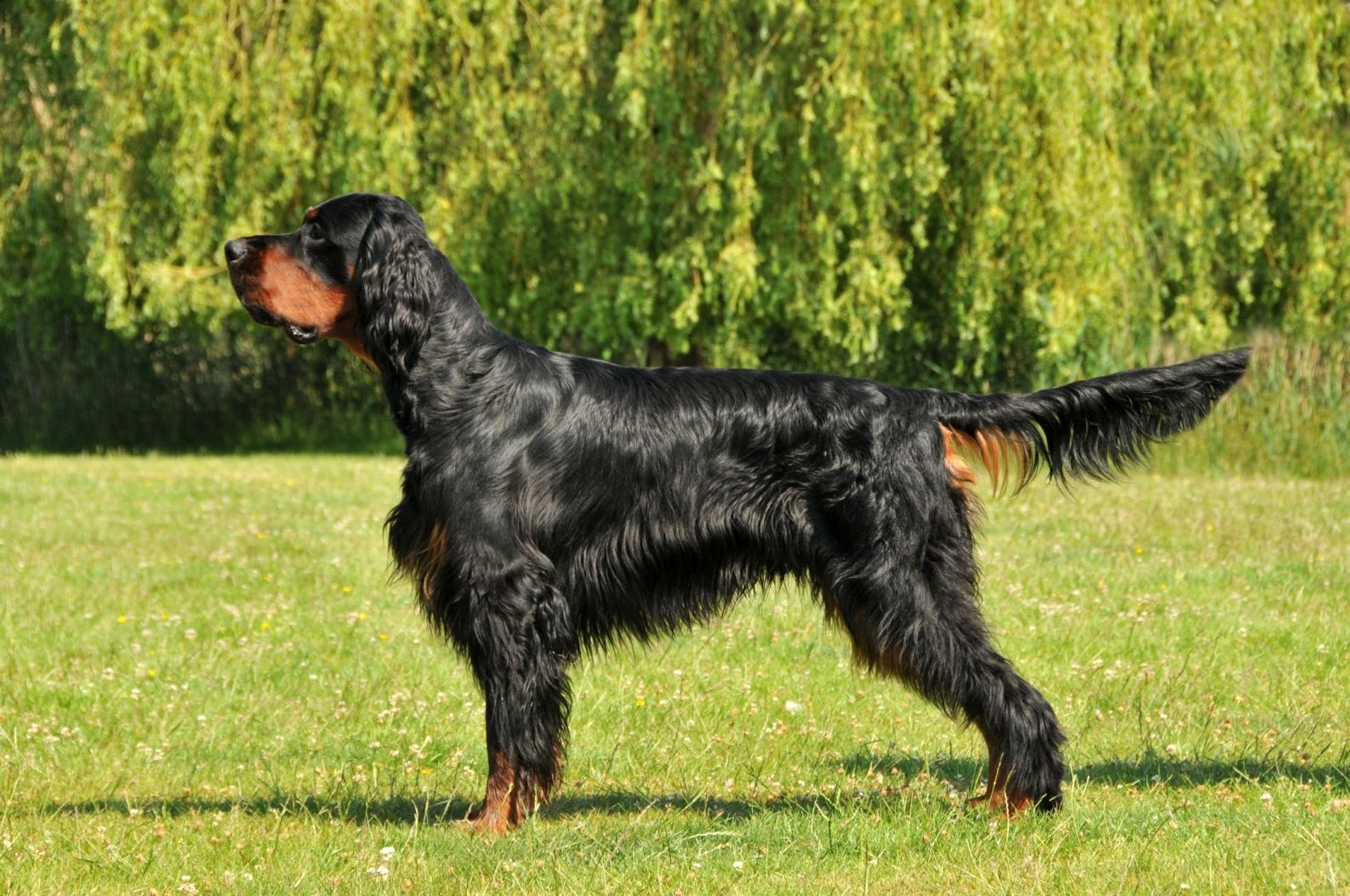 Setter Scottish Photo Scottish Setter