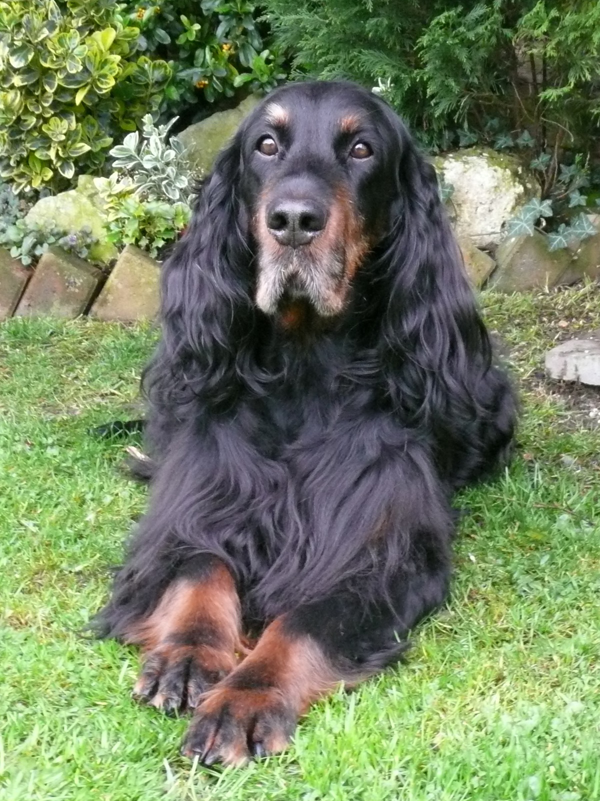 Setter Scottish Photo Scottish Setter