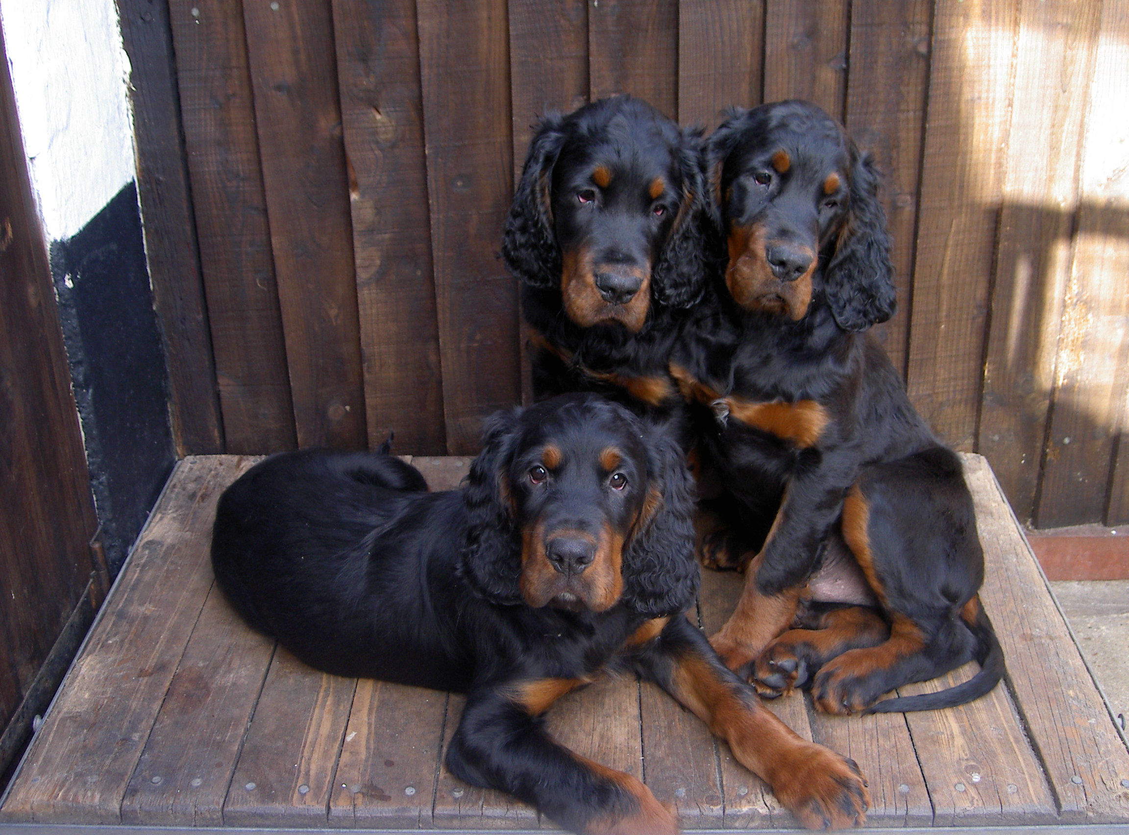 Setter Scottish Photo Scottish Setter