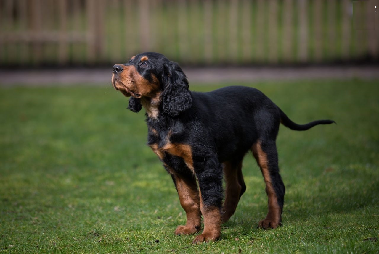 Setter Scottish Photo Scottish Setter