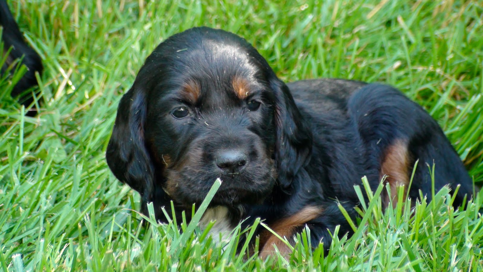 Setter Scottish Photo Scottish Setter