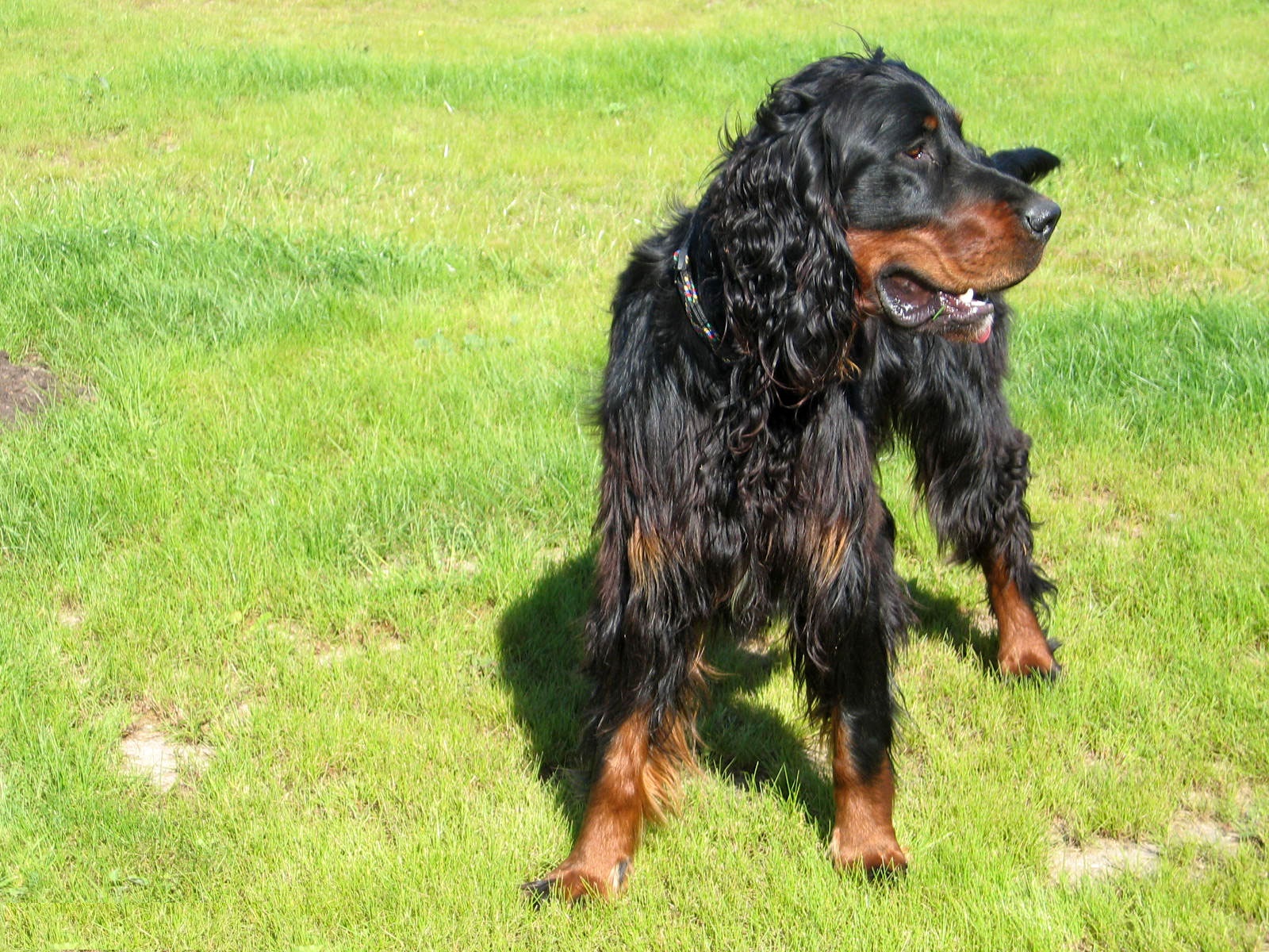 Setter Scottish Photo Scottish Setter