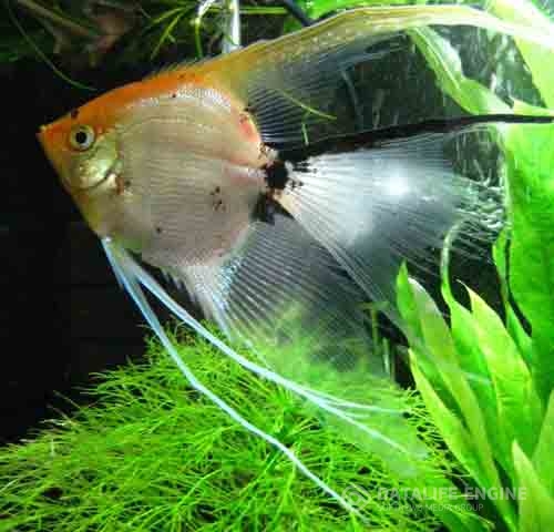 Voile angelfish, angelfish ig (ig angelfish) Vitorláshal, voile, ig Vitorláshal