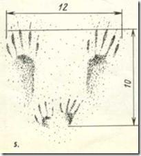 Urme de veverițe, vânătoare mare