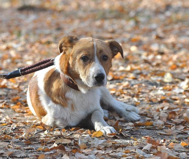 Dog Jack caută o casă