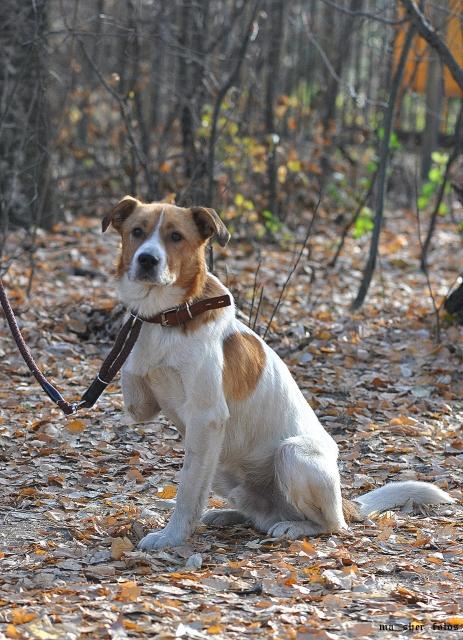 Dog Jack caută o casă