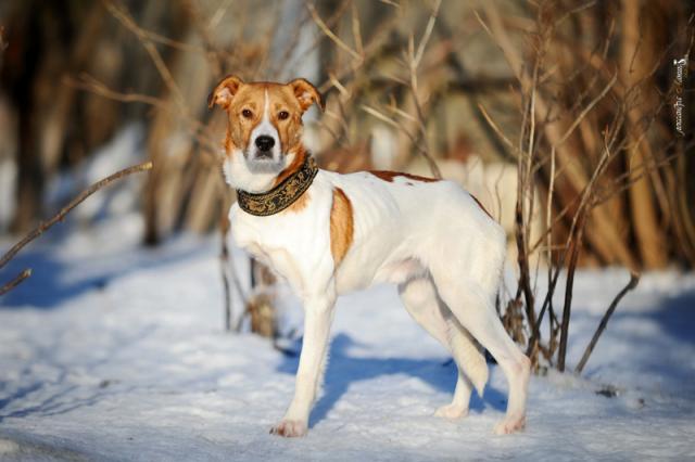 Dog Jack caută o casă