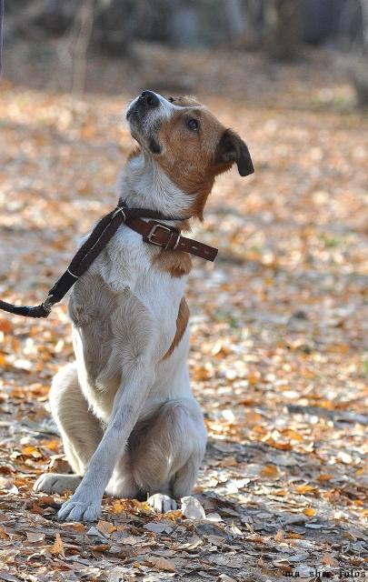 Dog Jack caută o casă