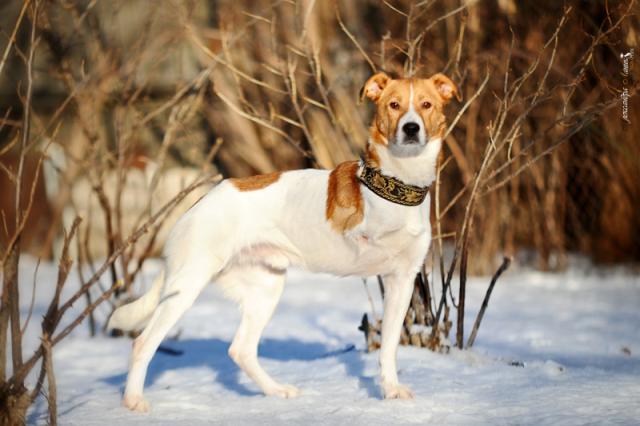 Dog Jack caută o casă