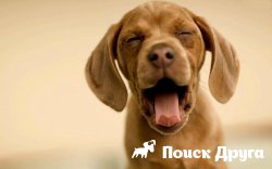 Sughiț de câine după ce mănâncă, în somn - motive de făcut