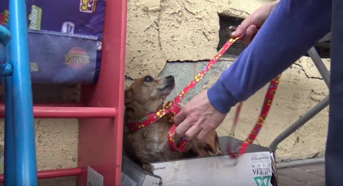 Un caine care si-a pierdut o laba se afla intr-o cutie si striga in speranta de ajutor - cele mai bune povesti de la tine