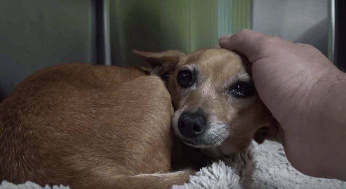 Собака, яка втратила лапу лежала в коробці і скулила в надії про допомогу - кращі історії з вашої