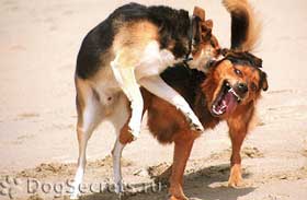 Câinii se luptă