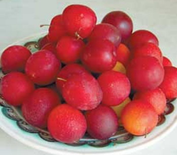Juicy și aromate soiuri de prune de cireșe să dea