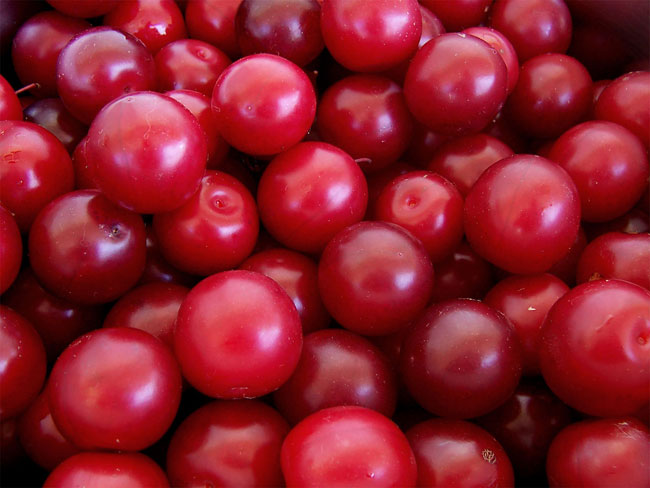 Juicy și aromate soiuri de prune de cireșe să dea