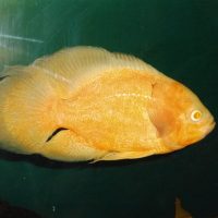 Tartalom Astronotus mítoszok és a valóság - zootver - Tverskaia referencia - információs portál