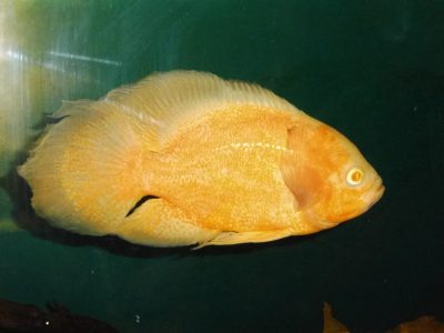 Tartalom Astronotus mítoszok és a valóság - zootver - Tverskaia referencia - információs portál