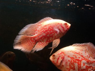 Tartalom Astronotus mítoszok és a valóság - zootver - Tverskaia referencia - információs portál