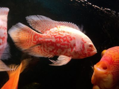 Tartalom Astronotus mítoszok és a valóság - zootver - Tverskaia referencia - információs portál