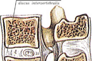 Conectarea oaselor coloanei vertebrale și a structurii pieptului uman