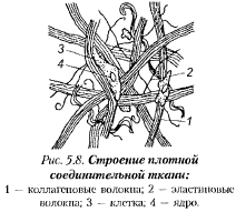 Țesutul conjunctiv al cărnii se referă la tehnologia cărnii și produselor din carne