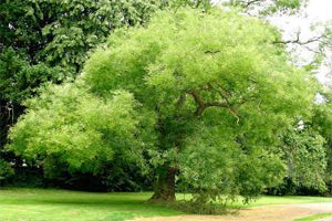 Sophora japonica terápiás tulajdonságait, alkalmazására és ellenjavallatok