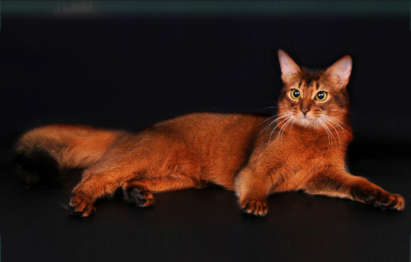 Descrierea pisicii somalezi și caracterul rasei, baza de îngrijire, fotografie