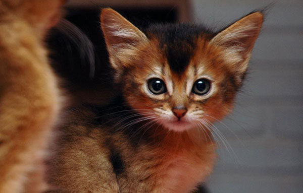 Сомалійська кішка опис і характер породи, основи догляду, фото
