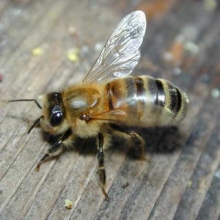 Interpretarea visurilor albinelor, ce visează albinele