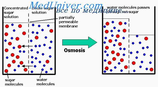 Relația dintre presiunea osmotică și osmolalitate