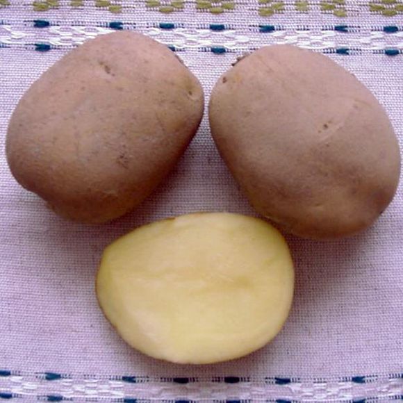 Varietate de cartofi 