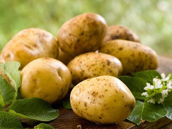 Сорт картоплі «уладар»