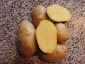 Descriere, plantare și îngrijire varietate de cartofi