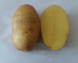 Сорт картоплі уладар опис, посадка і догляд