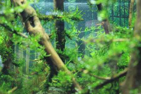 Pine Forest az akváriumban - utánzás fa! állatvilágban