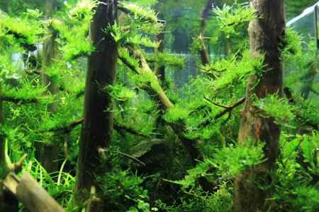 Pine Forest az akváriumban - utánzás fa! állatvilágban