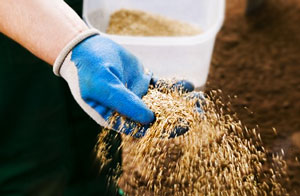 Створення газонів - технології, види трав, підготовка ділянки - горгазон