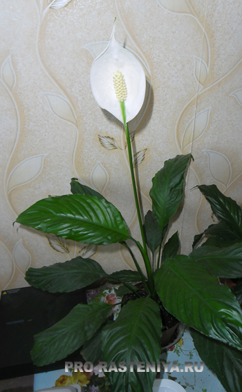 Spathiphyllum vagy Spathiphyllum vagy „női boldogság”