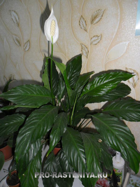 Spathiphyllum sau 