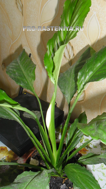 Spathiphyllum sau 