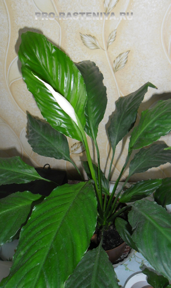 Spathiphyllum sau 