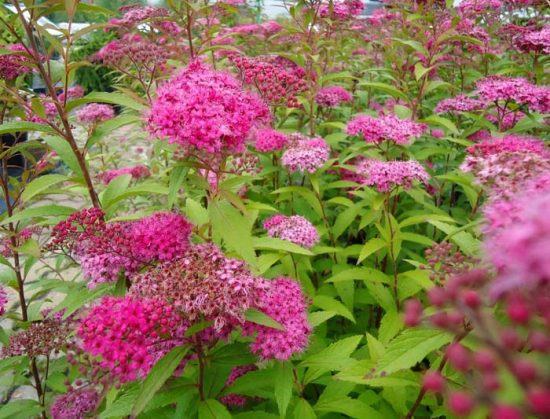 Spirea bumalda fényképet, és a fajta leírását, vélemények kertészek, bokor magassága