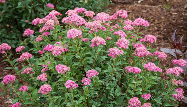 Spirea bumalda leszállás szabályok és gondozás