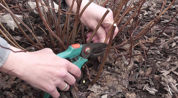 Spirea bumalda leszállás szabályok és gondozás