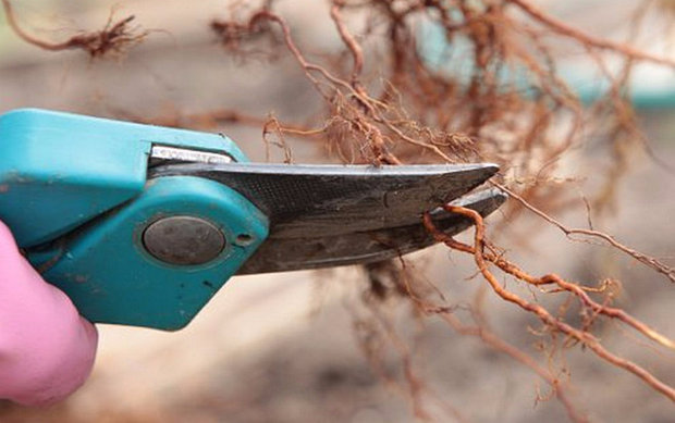 Spirea bumalda leszállás szabályok és gondozás