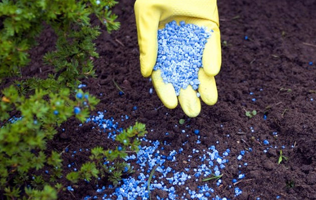 Spirea bumalda leszállás szabályok és gondozás