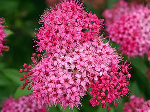 Spirea bumalda leszállás szabályok és gondozás