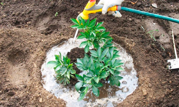 Spirea bumalda leszállás szabályok és gondozás (spirea virágok ültetése és gondozása) Spirea bumalda leszállás szabályok és gondozás