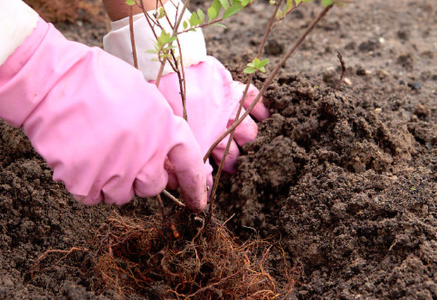 Regulile de practică a hârtiei pentru plantare și îngrijire