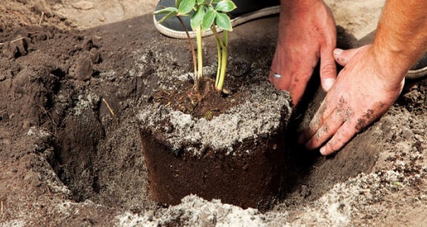 Spirea bumalda leszállás szabályok és gondozás